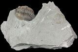 Flexicalymene Trilobite Fossil In Shale - Ohio #67660-1
